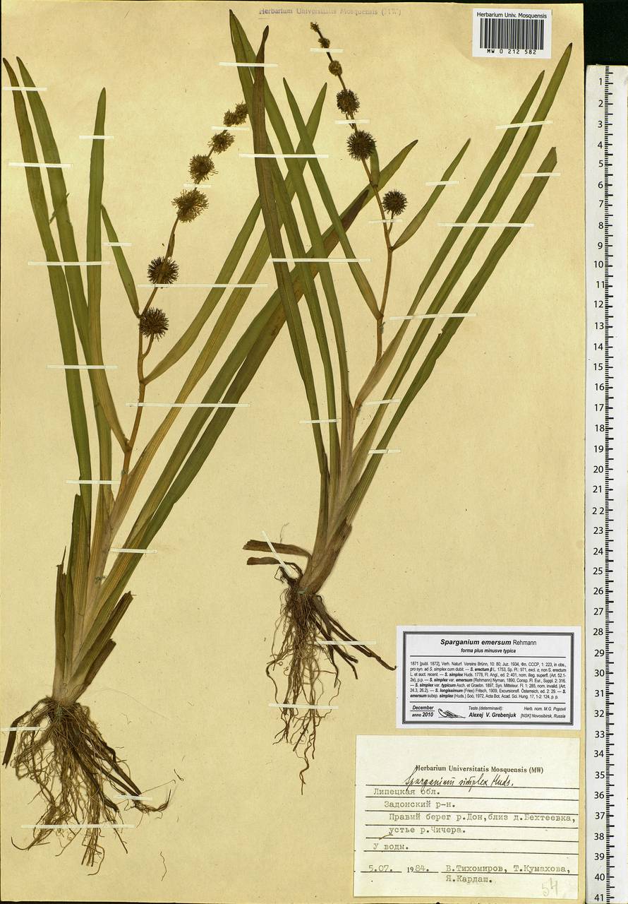 Sparganium emersum Rehmann, Eastern Europe, Central forest-and-steppe region (E6) (Russia)