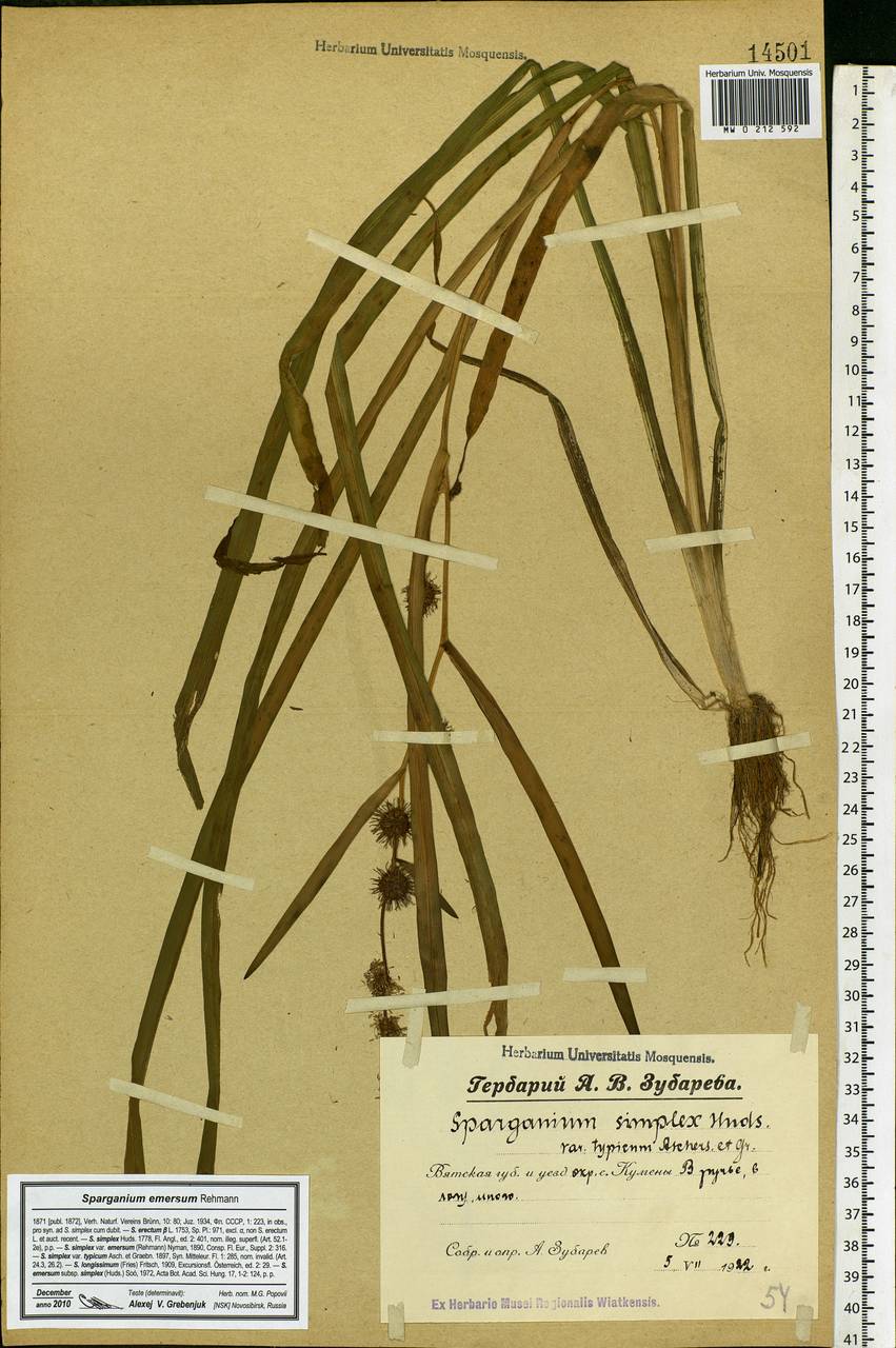 Sparganium emersum Rehmann, Eastern Europe, Volga-Kama region (E7) (Russia)