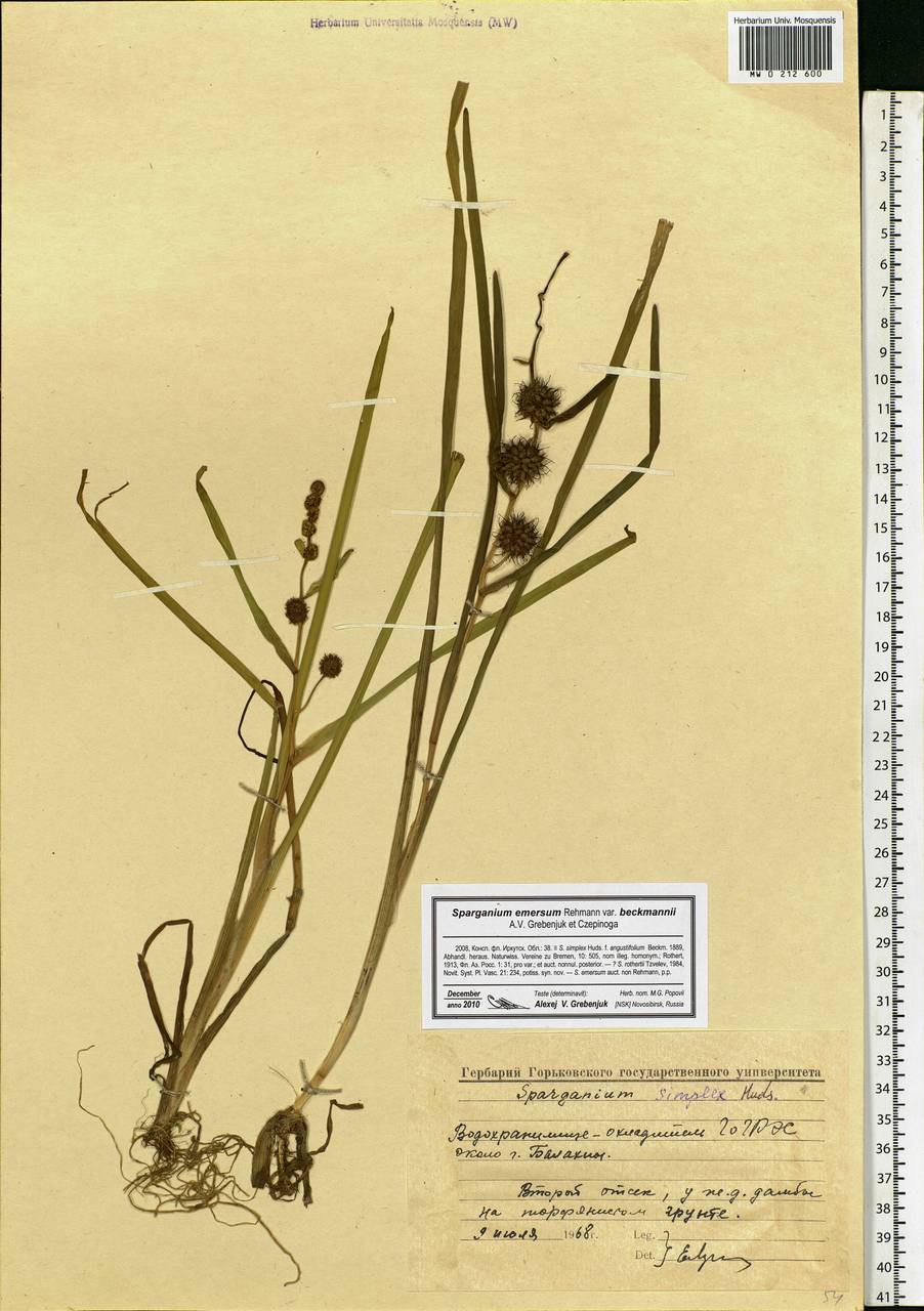 Sparganium emersum Rehmann, Eastern Europe, Volga-Kama region (E7) (Russia)