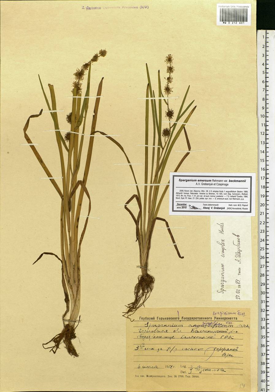 Sparganium emersum Rehmann, Eastern Europe, Volga-Kama region (E7) (Russia)