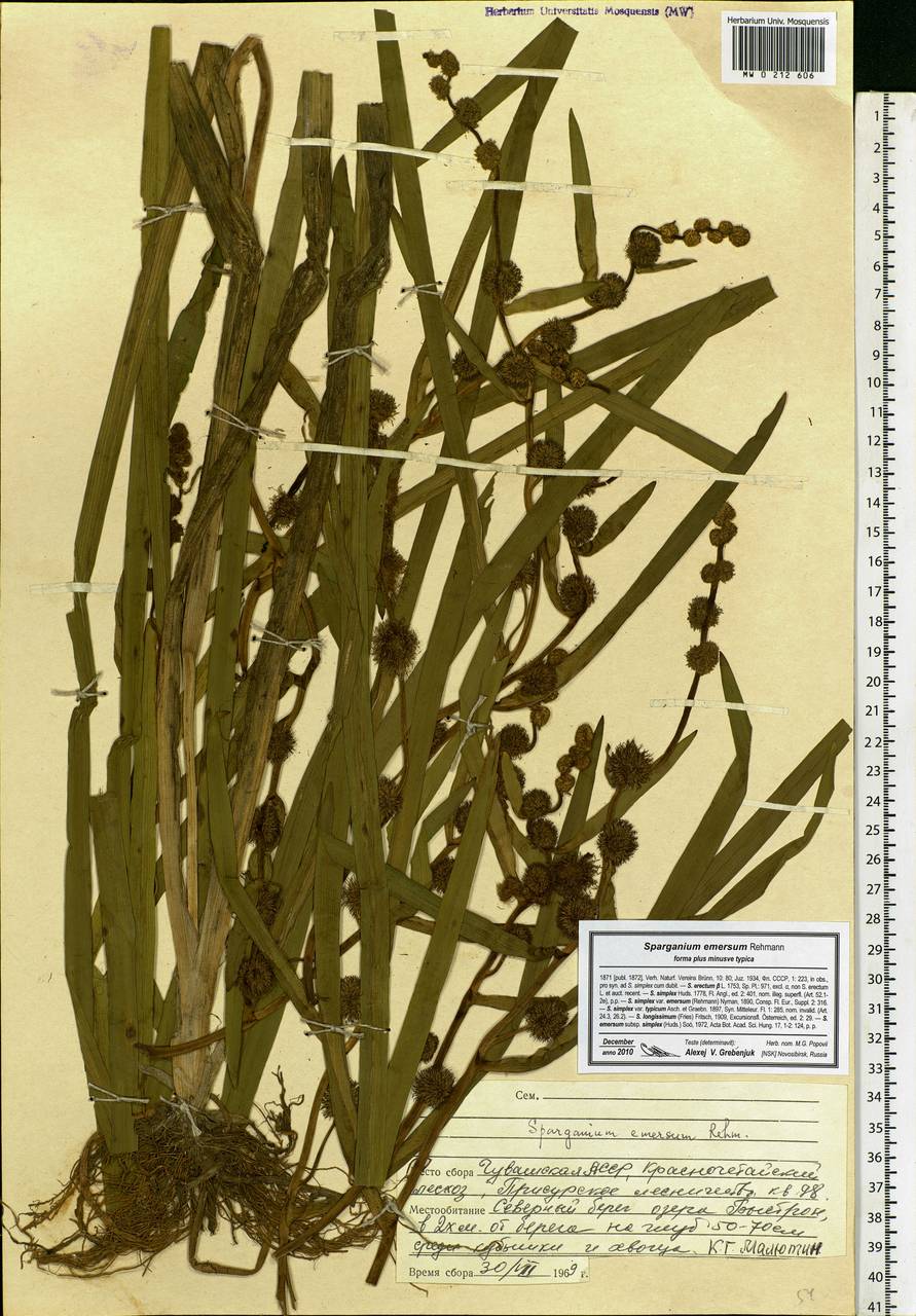 Sparganium emersum Rehmann, Eastern Europe, Middle Volga region (E8) (Russia)