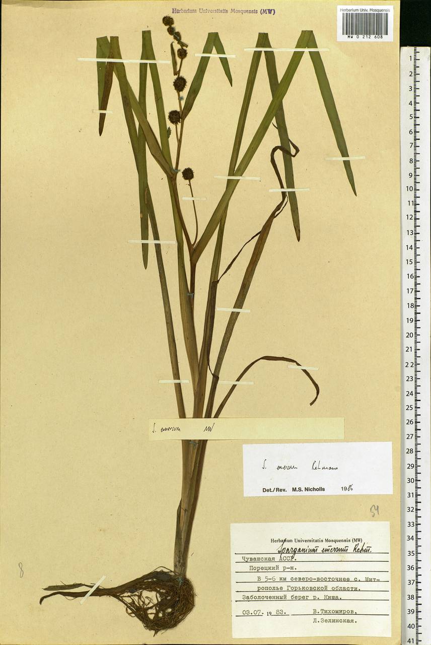 Sparganium emersum Rehmann, Eastern Europe, Middle Volga region (E8) (Russia)