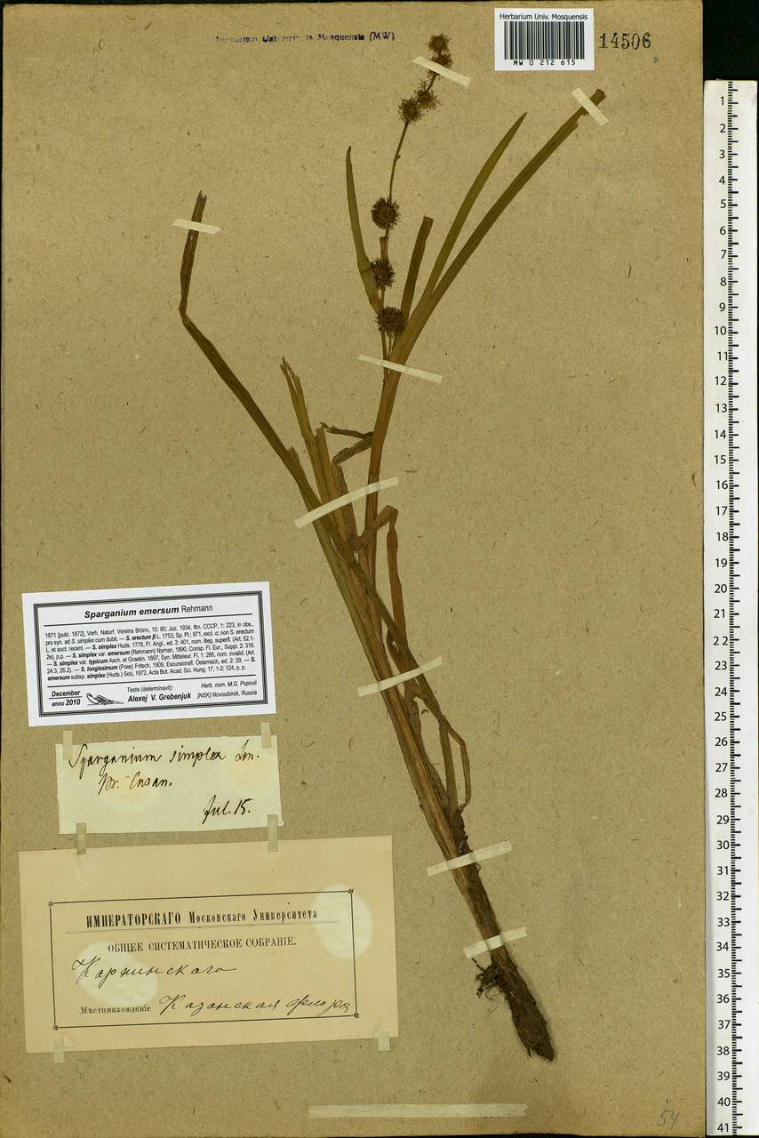 Sparganium emersum Rehmann, Eastern Europe, Middle Volga region (E8) (Russia)