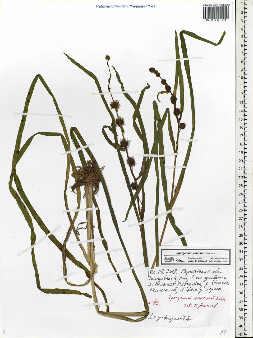 Sparganium emersum Rehmann, Eastern Europe, Lower Volga region (E9) (Russia)