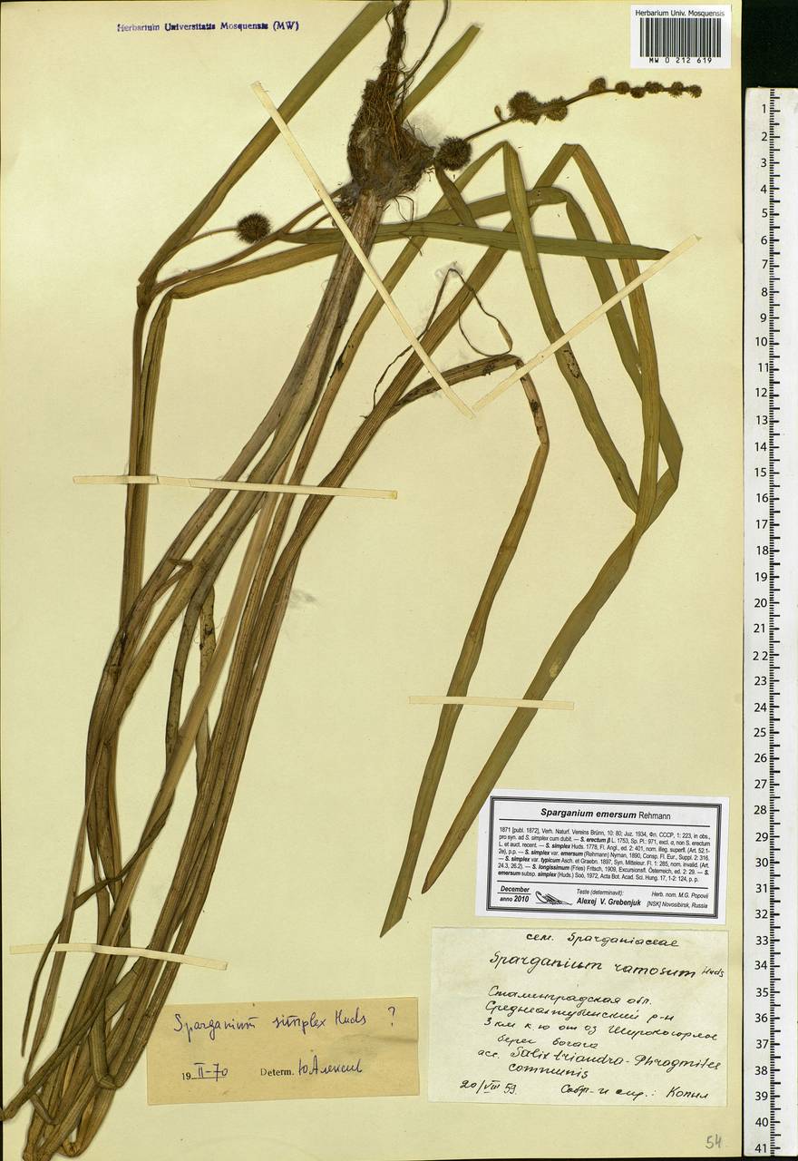 Sparganium emersum Rehmann, Eastern Europe, Lower Volga region (E9) (Russia)