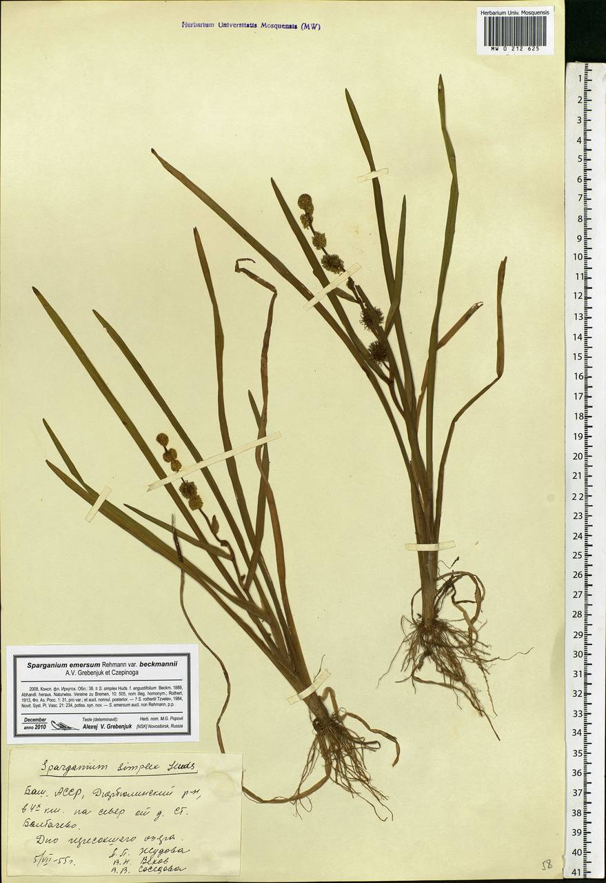 Sparganium emersum Rehmann, Eastern Europe, Eastern region (E10) (Russia)