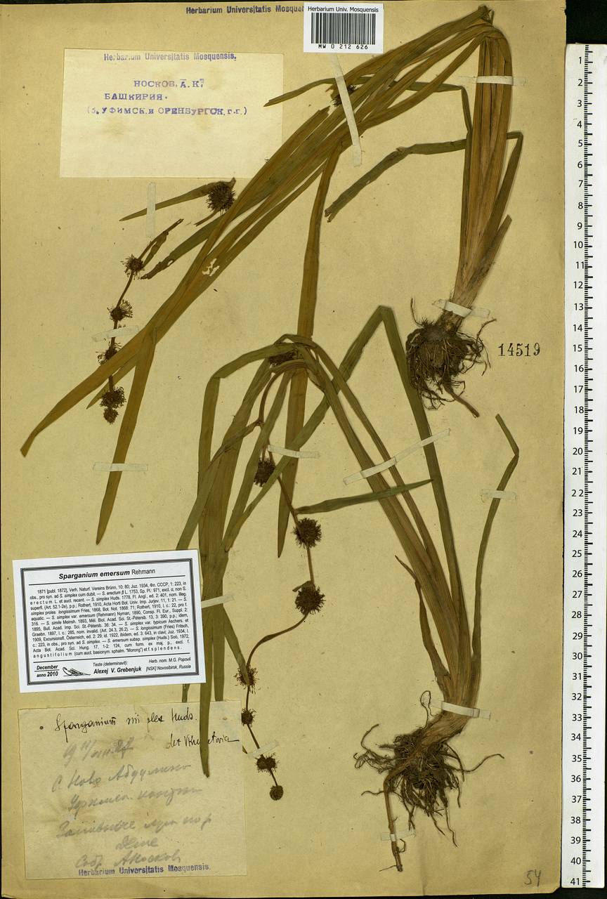 Sparganium emersum Rehmann, Eastern Europe, Eastern region (E10) (Russia)