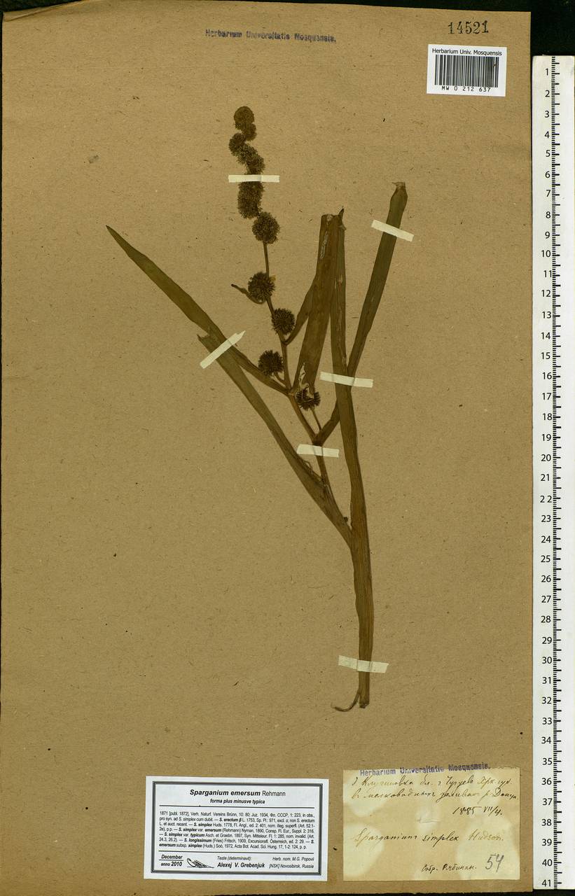 Sparganium emersum Rehmann, Eastern Europe, North Ukrainian region (E11) (Ukraine)