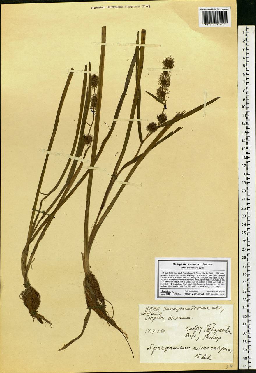 Sparganium erectum L., Eastern Europe, West Ukrainian region (E13) (Ukraine)