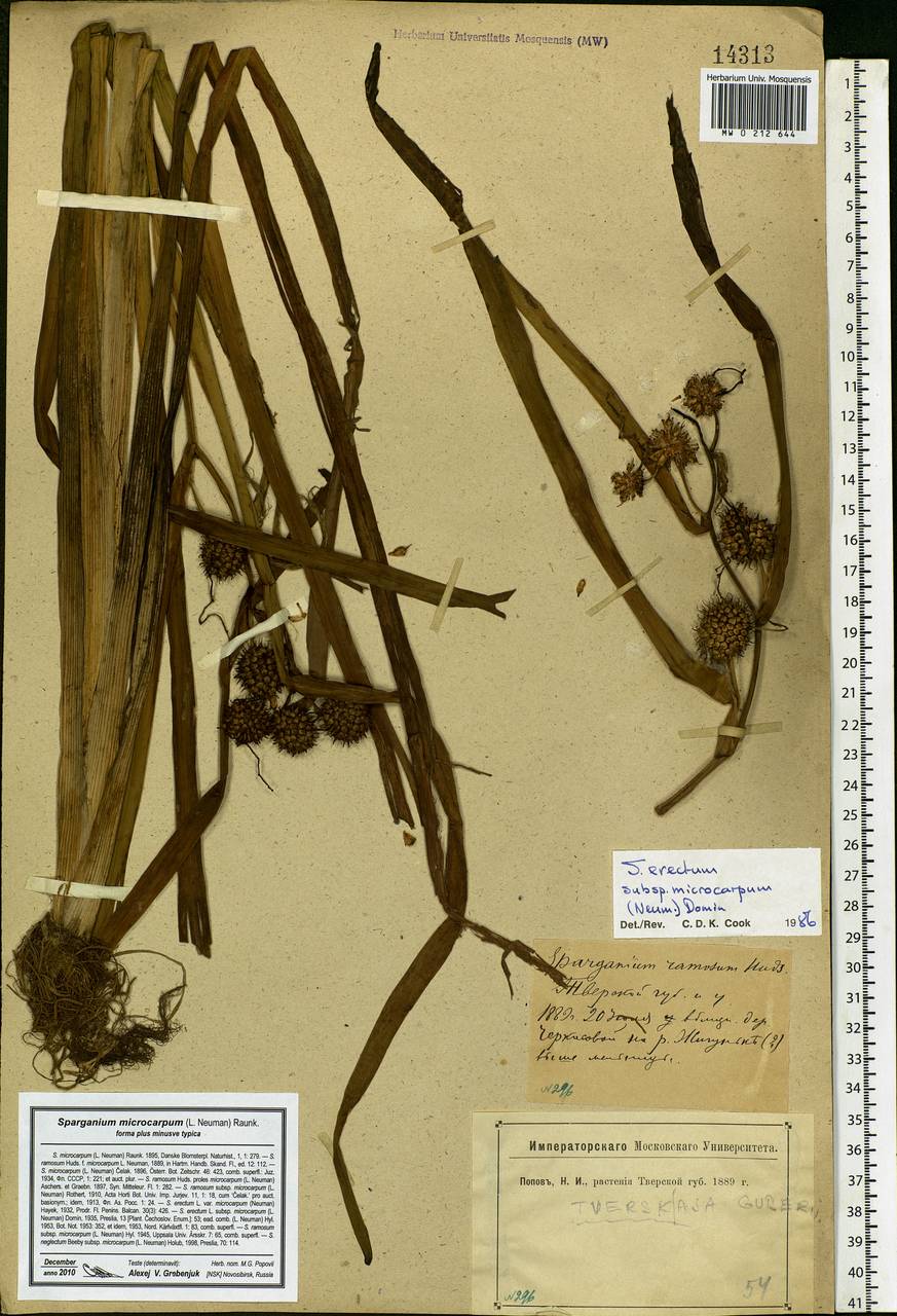 Sparganium erectum L., Eastern Europe, North-Western region (E2) (Russia)