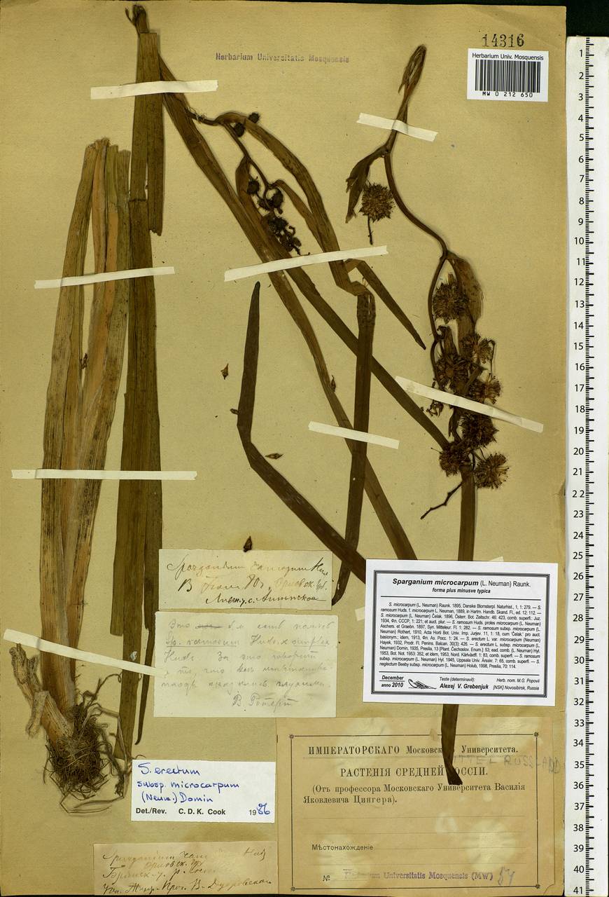 Sparganium erectum L., Eastern Europe, Western region (E3) (Russia)