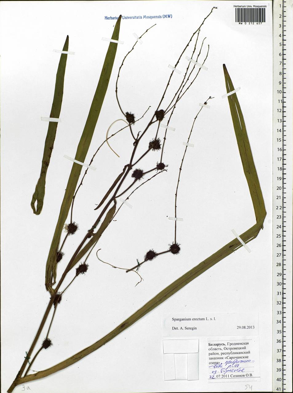 Sparganium erectum L., Eastern Europe, Belarus (E3a) (Belarus)