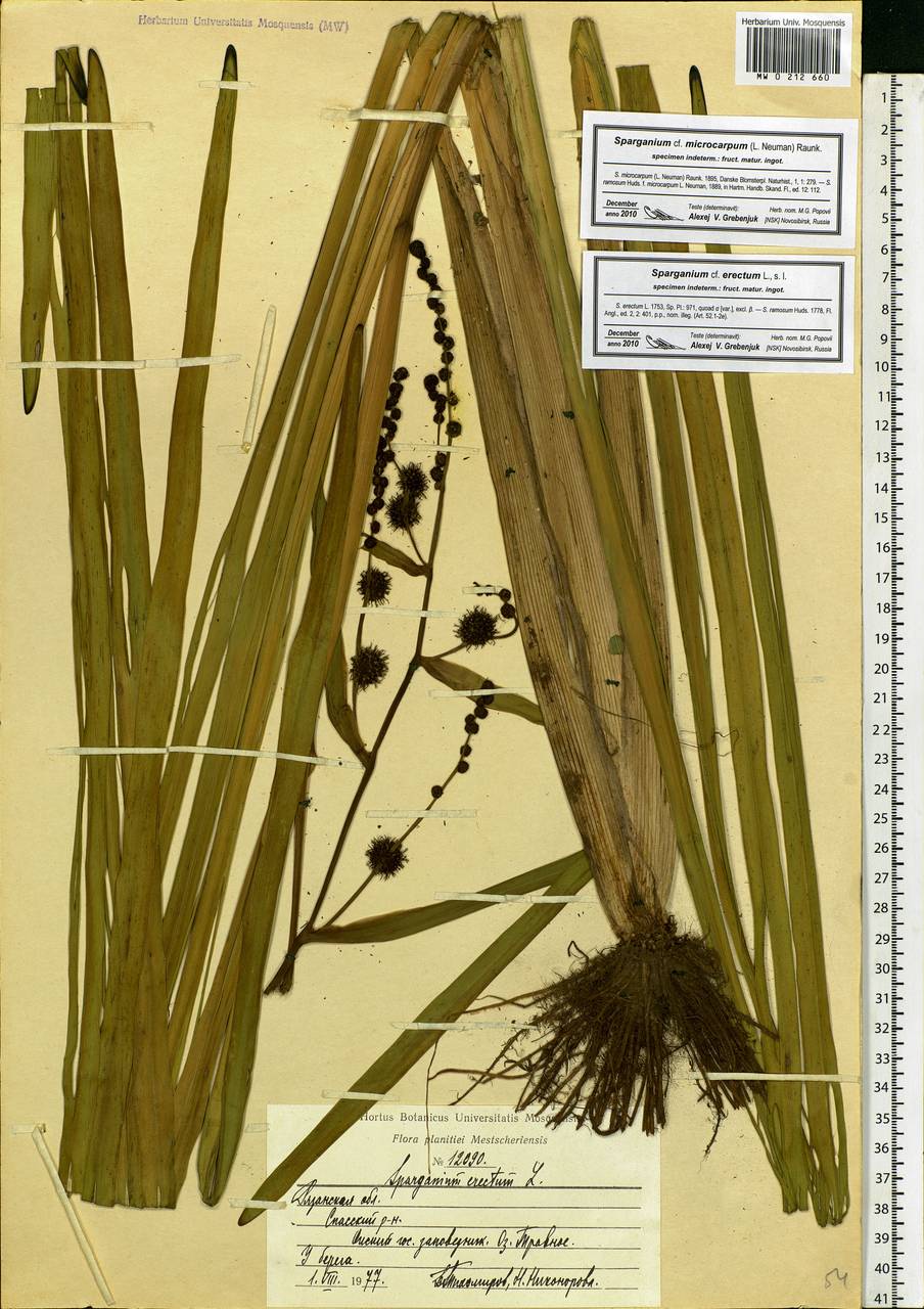 Sparganium erectum L., Eastern Europe, Central region (E4) (Russia)