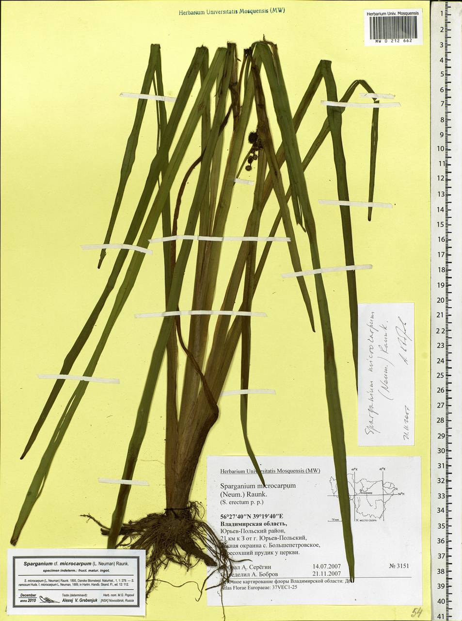 Sparganium erectum L., Eastern Europe, Central region (E4) (Russia)