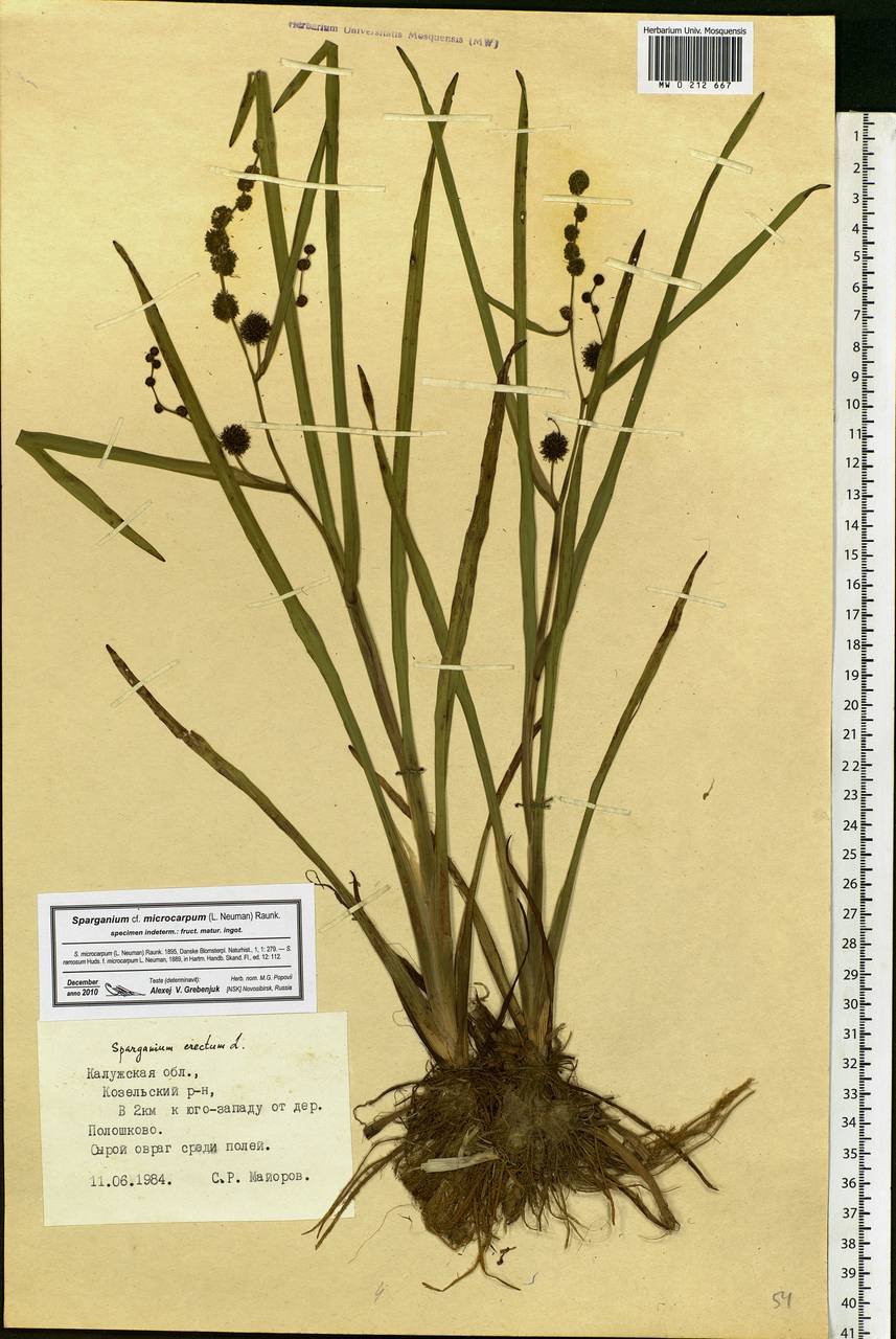 Sparganium erectum L., Eastern Europe, Central region (E4) (Russia)