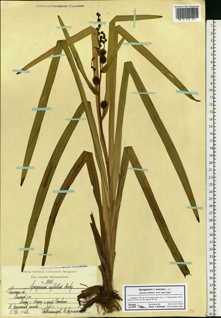 Sparganium erectum L., Eastern Europe, Central region (E4) (Russia)