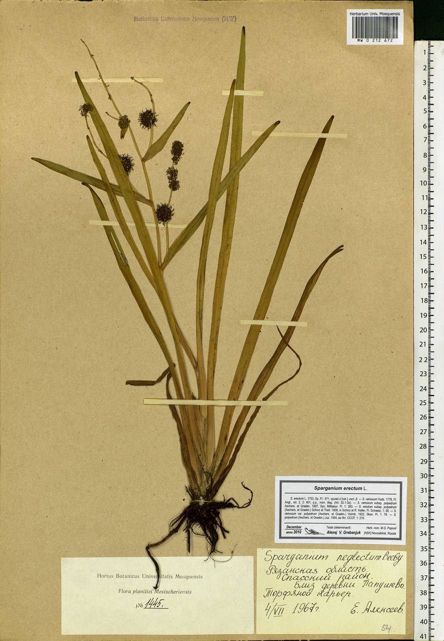 Sparganium erectum L., Eastern Europe, Central region (E4) (Russia)