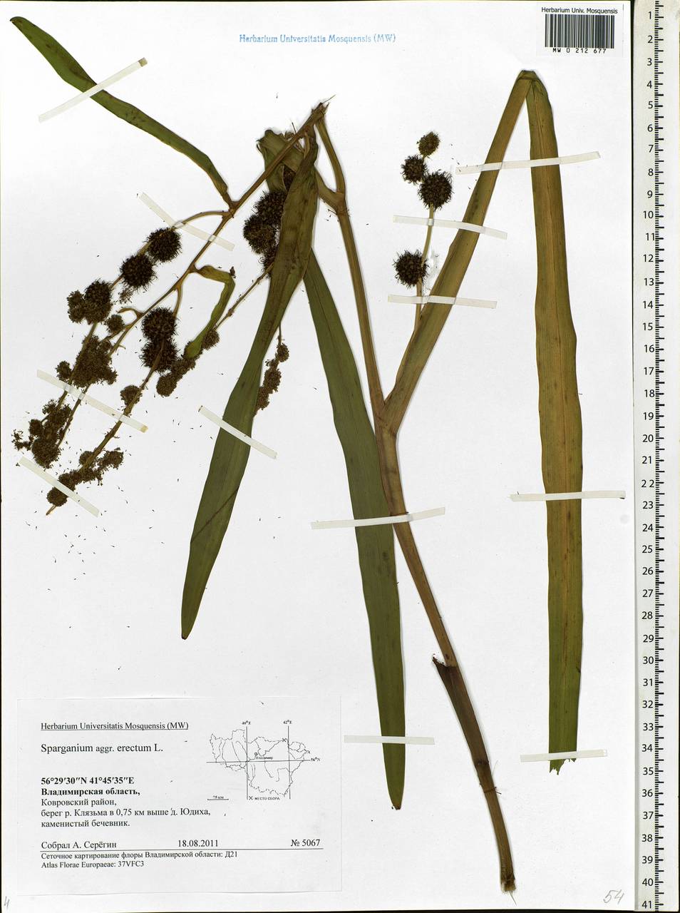 Sparganium erectum L., Eastern Europe, Central region (E4) (Russia)