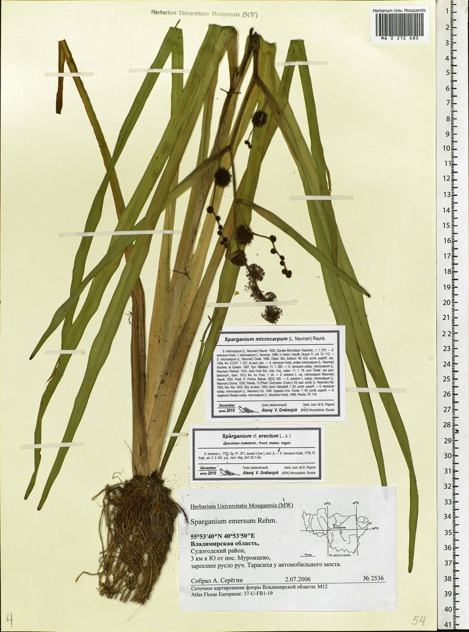 Sparganium erectum L., Eastern Europe, Central region (E4) (Russia)