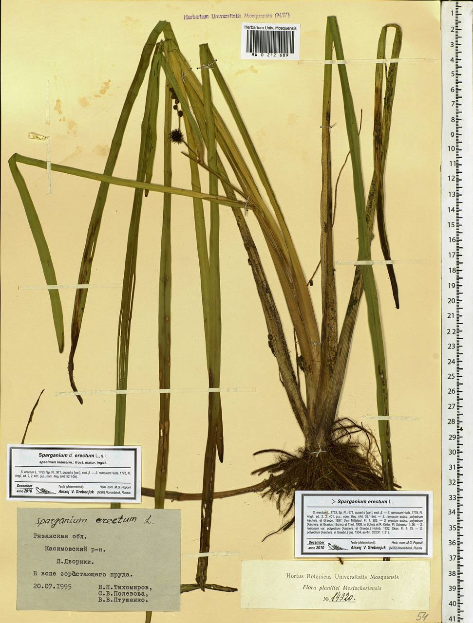 Sparganium erectum L., Eastern Europe, Central region (E4) (Russia)