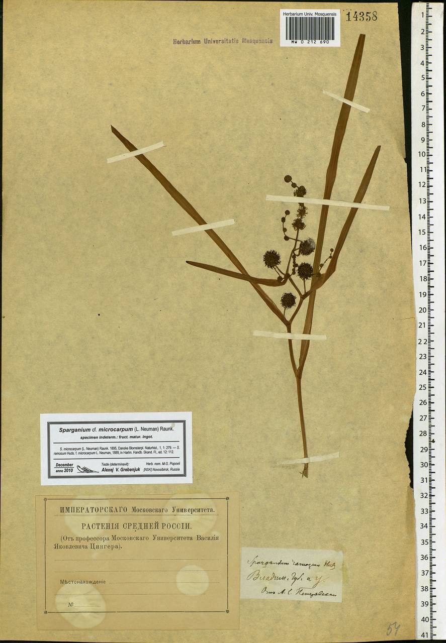 Sparganium erectum L., Eastern Europe, Central region (E4) (Russia)