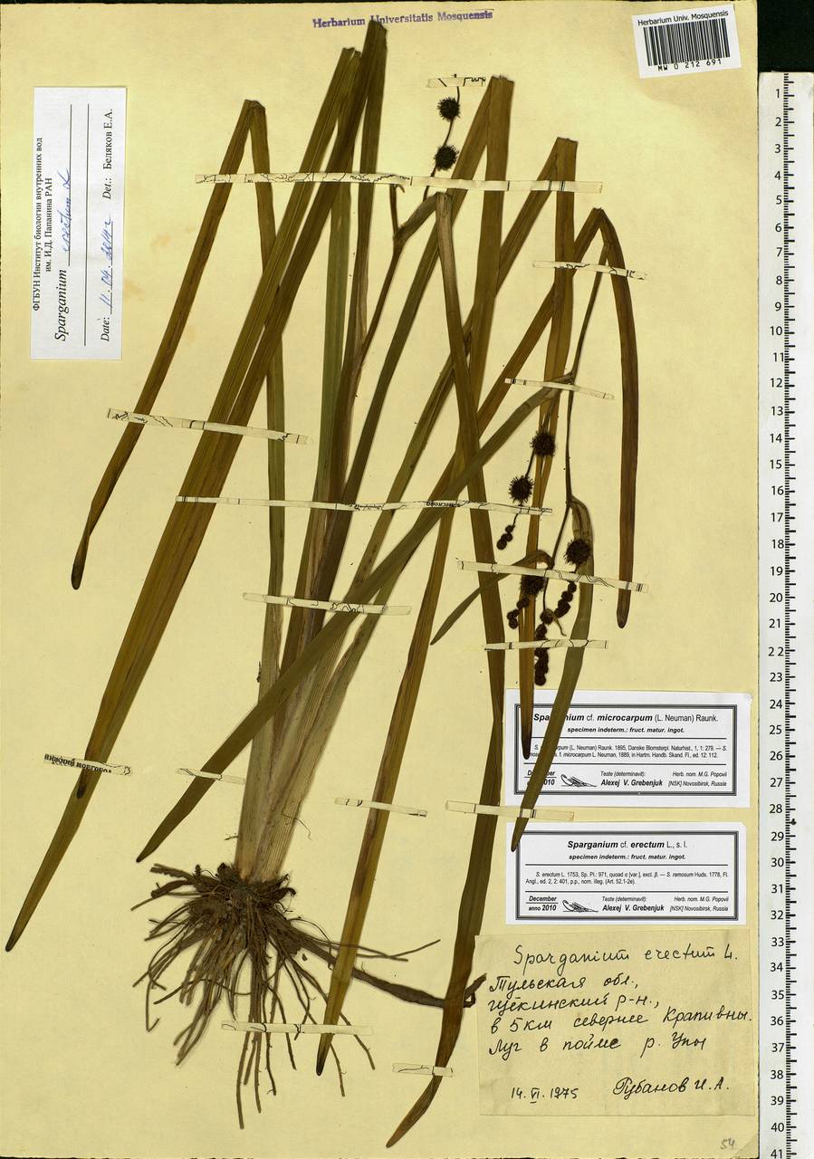 Sparganium erectum L., Eastern Europe, Central region (E4) (Russia)