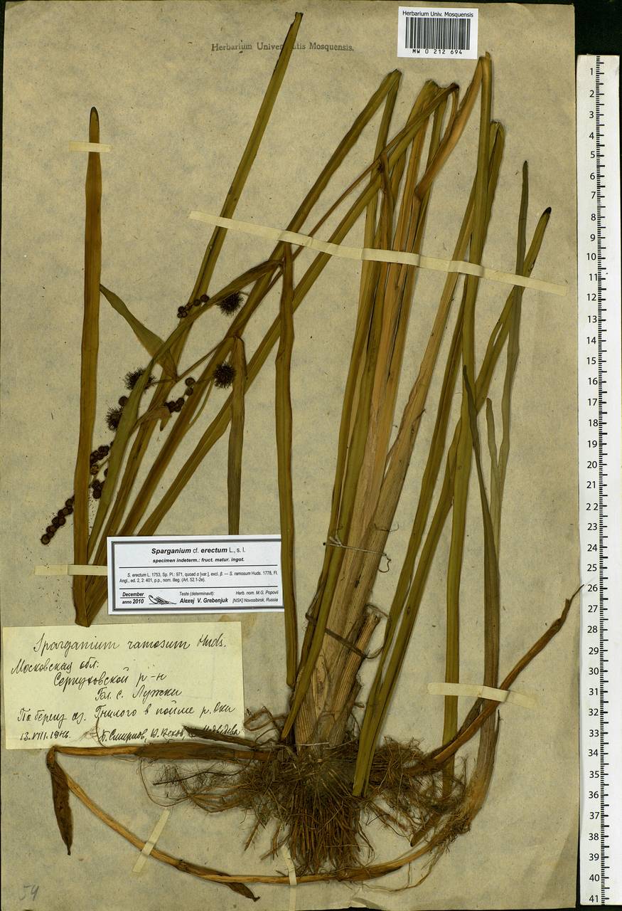 Sparganium erectum L., Eastern Europe, Moscow region (E4a) (Russia)