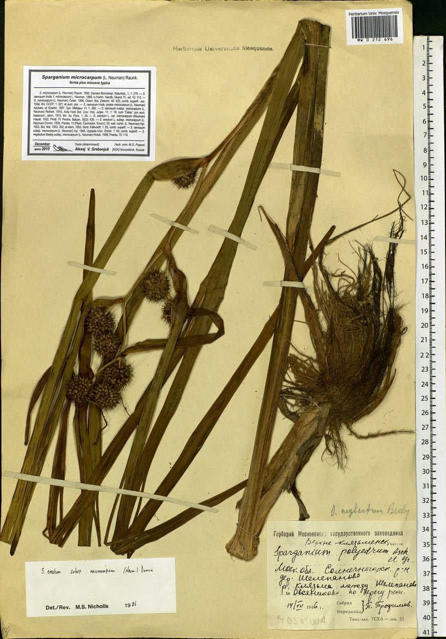 Sparganium erectum L., Eastern Europe, Moscow region (E4a) (Russia)