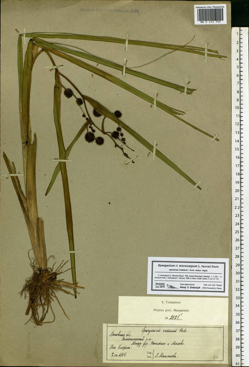 Sparganium erectum L., Eastern Europe, Moscow region (E4a) (Russia)