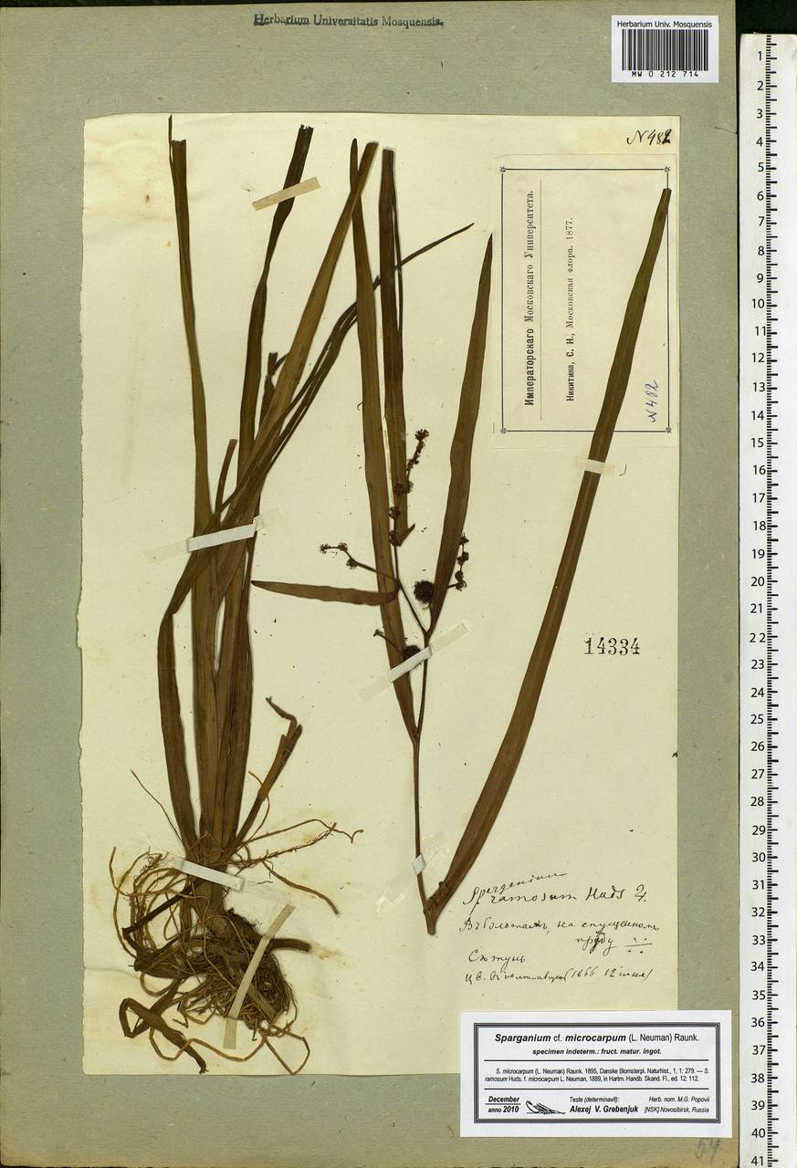 Sparganium erectum L., Eastern Europe, Moscow region (E4a) (Russia)