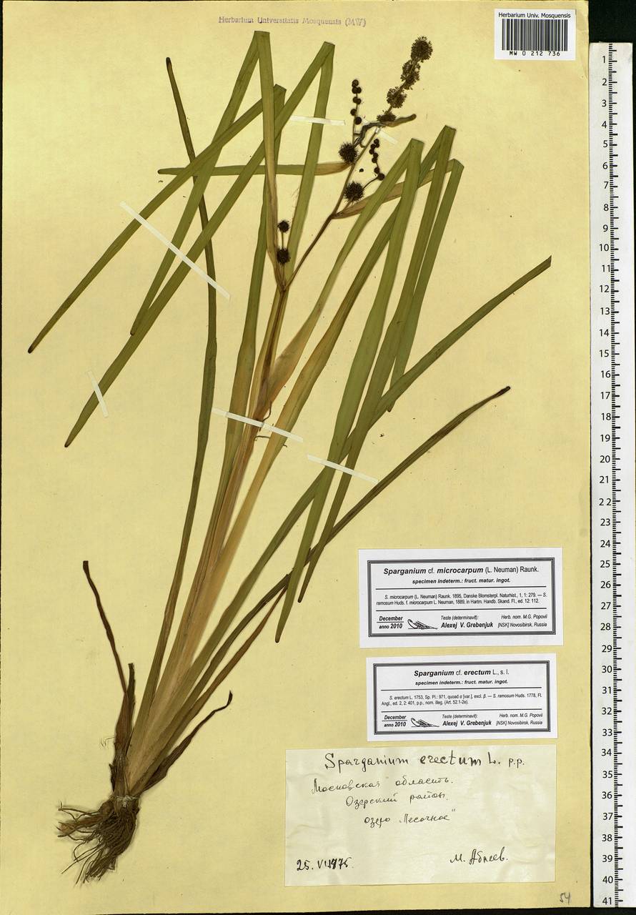 Sparganium erectum L., Eastern Europe, Moscow region (E4a) (Russia)