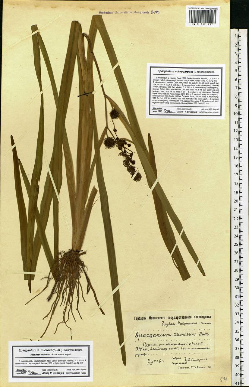 Sparganium erectum L., Eastern Europe, Moscow region (E4a) (Russia)