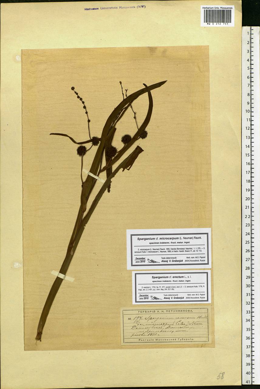 Sparganium erectum L., Eastern Europe, Moscow region (E4a) (Russia)