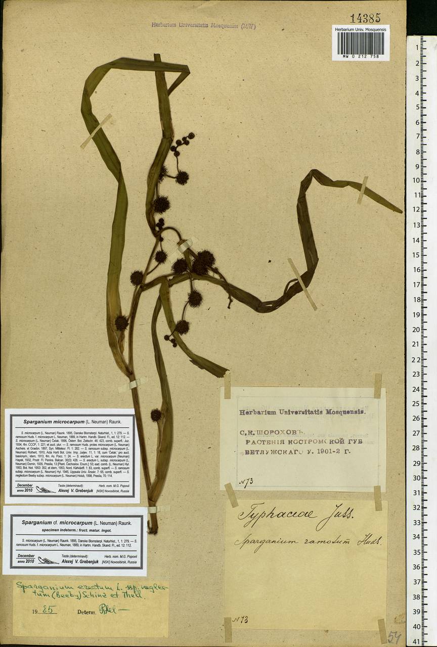 Sparganium erectum L., Eastern Europe, Central forest region (E5) (Russia)