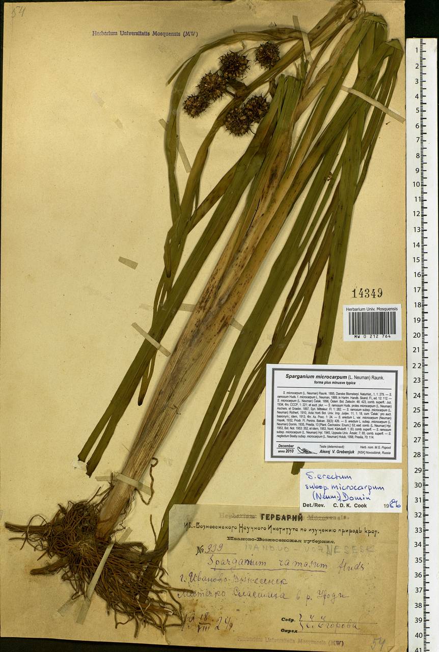 Sparganium erectum L., Eastern Europe, Central forest region (E5) (Russia)