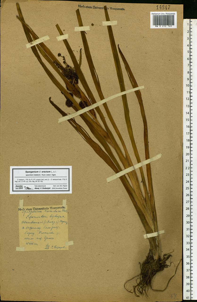 Sparganium erectum L., Eastern Europe, Central forest region (E5) (Russia)