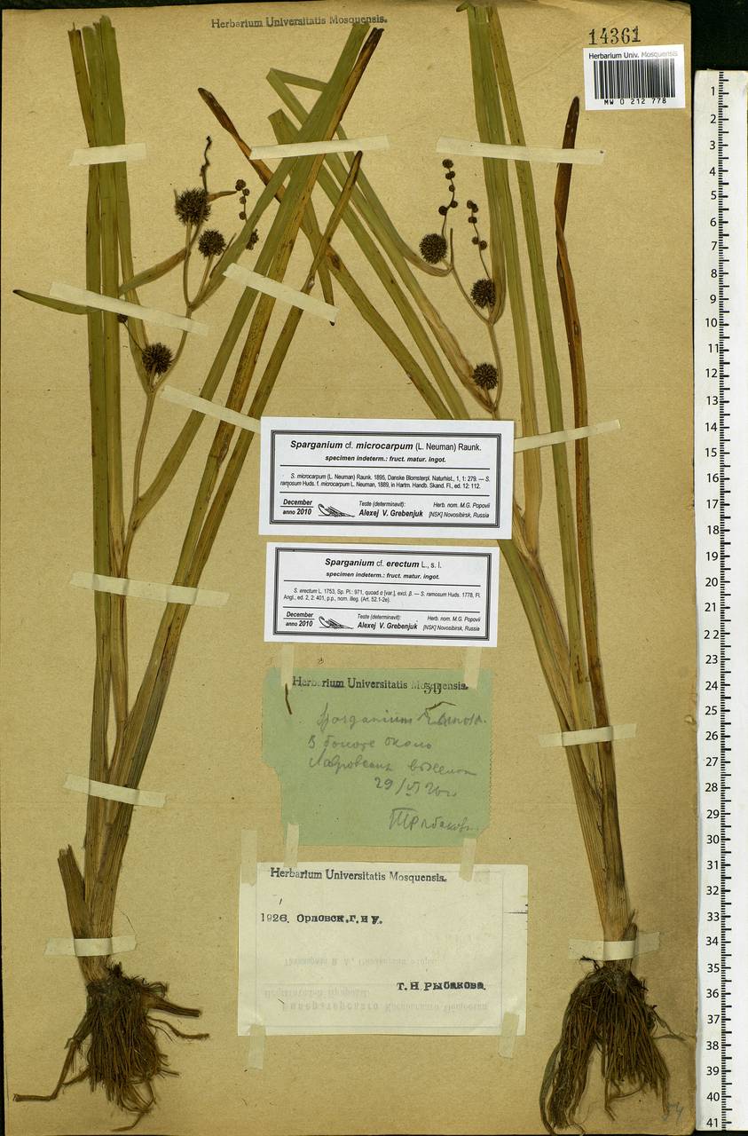 Sparganium erectum L., Eastern Europe, Central forest-and-steppe region (E6) (Russia)