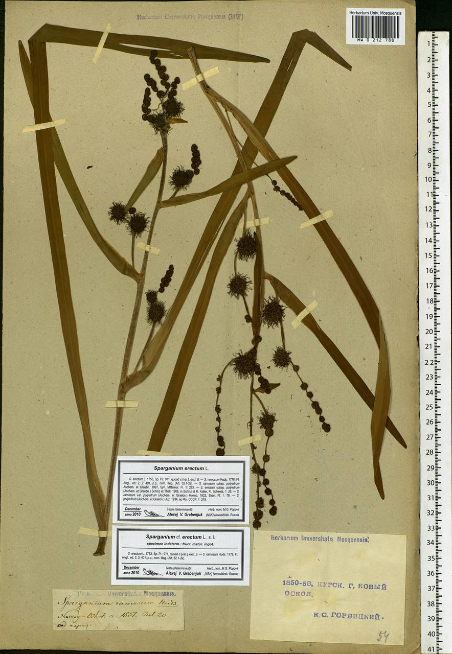 Sparganium erectum L., Eastern Europe, Central forest-and-steppe region (E6) (Russia)