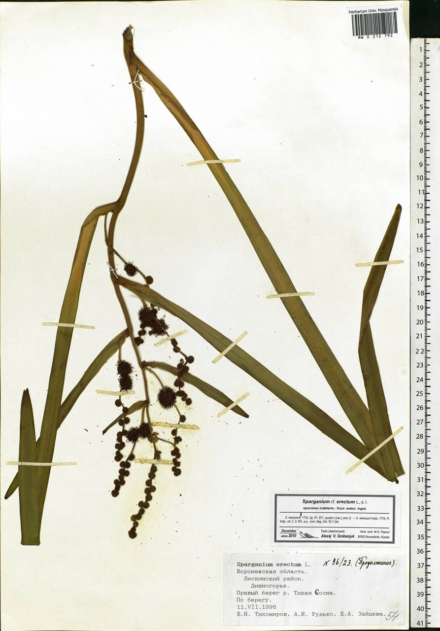 Sparganium erectum L., Eastern Europe, Central forest-and-steppe region (E6) (Russia)