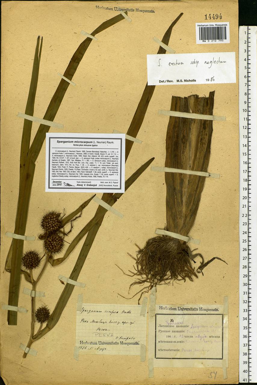 Sparganium erectum L., Eastern Europe, Central forest-and-steppe region (E6) (Russia)