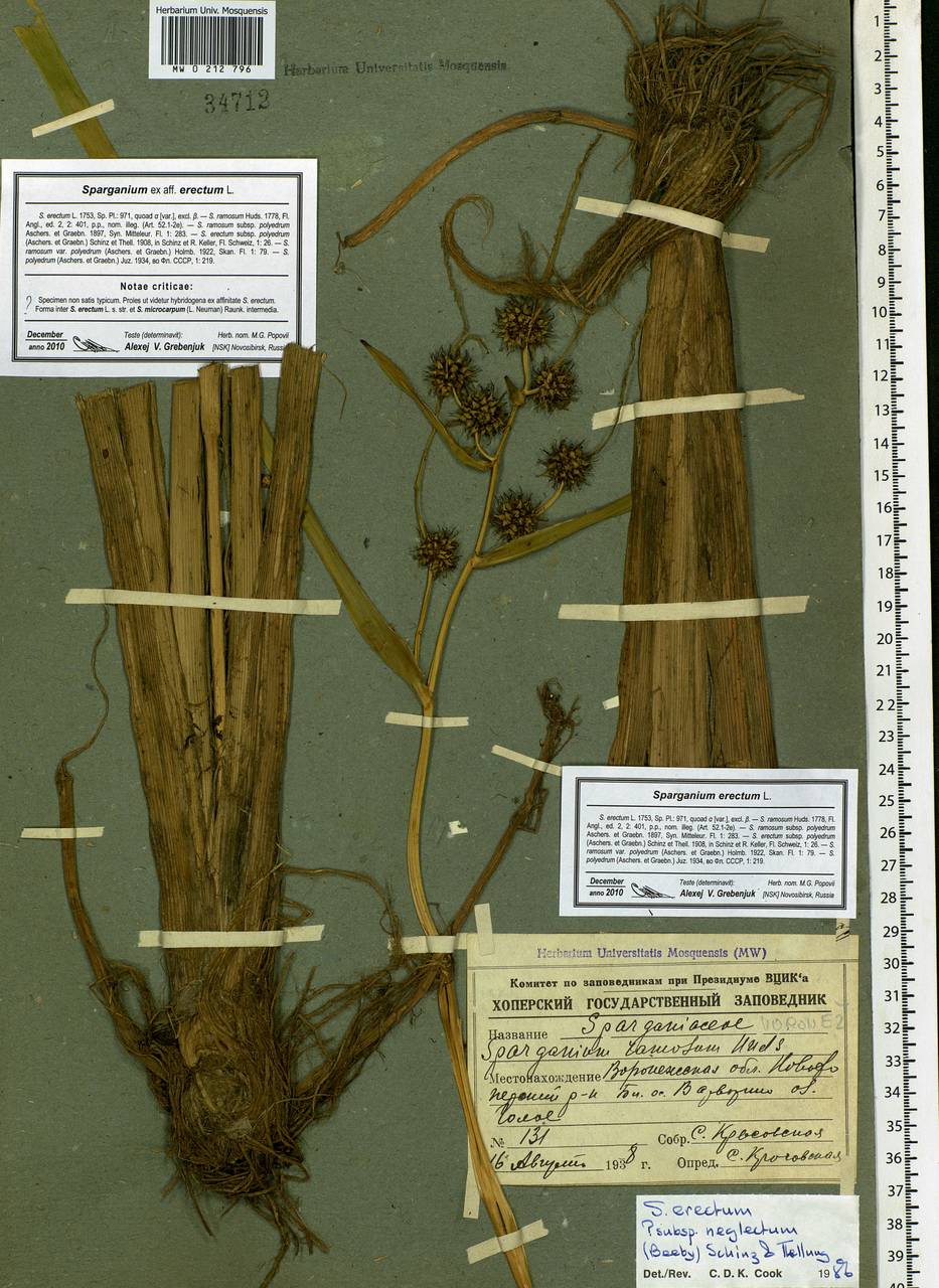 Sparganium erectum L., Eastern Europe, Central forest-and-steppe region (E6) (Russia)