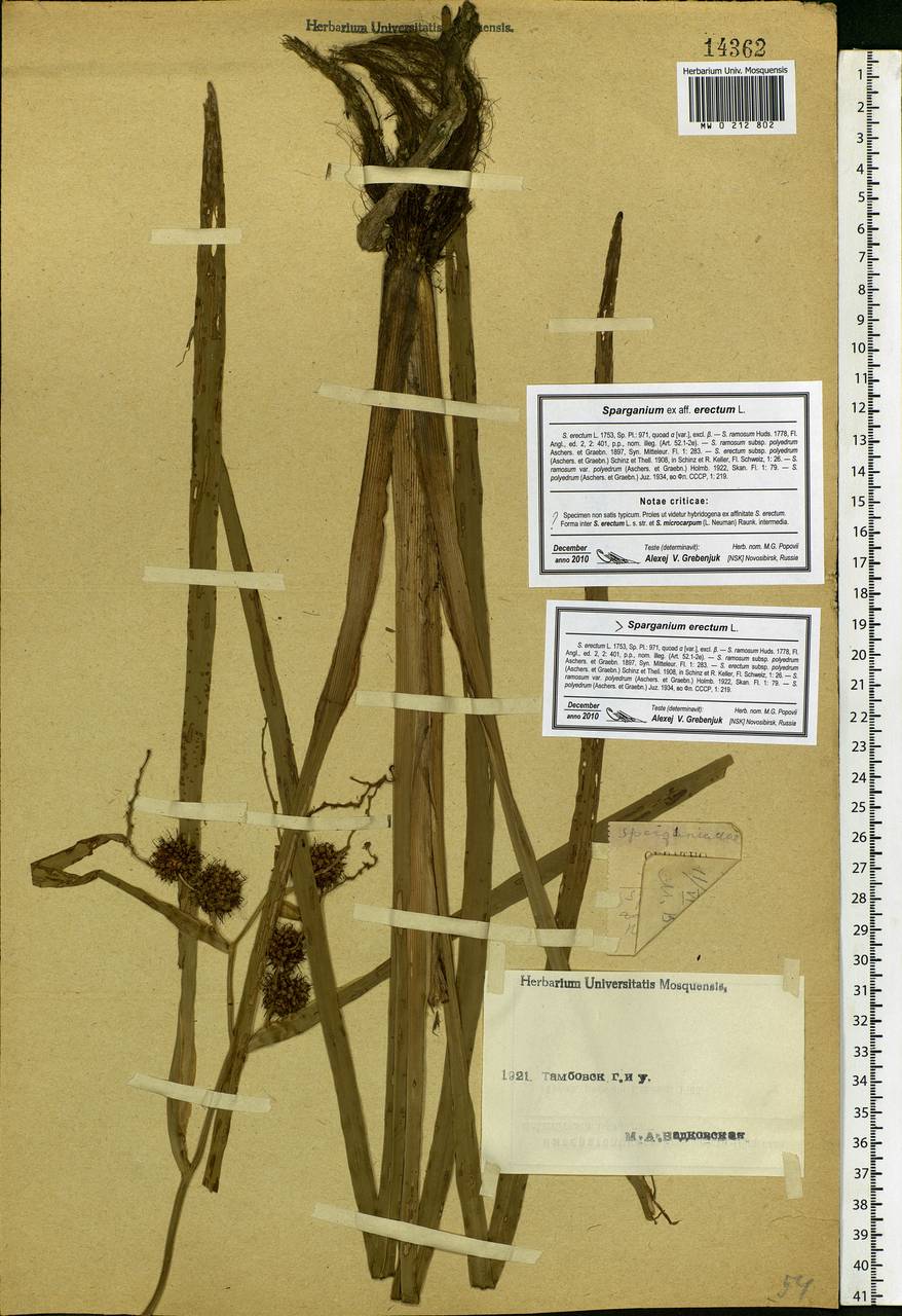 Sparganium erectum L., Eastern Europe, Central forest-and-steppe region (E6) (Russia)