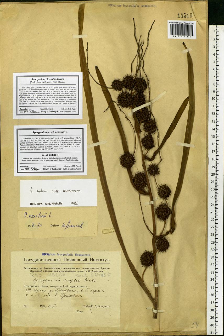 Sparganium erectum L., Eastern Europe, Eastern region (E10) (Russia)