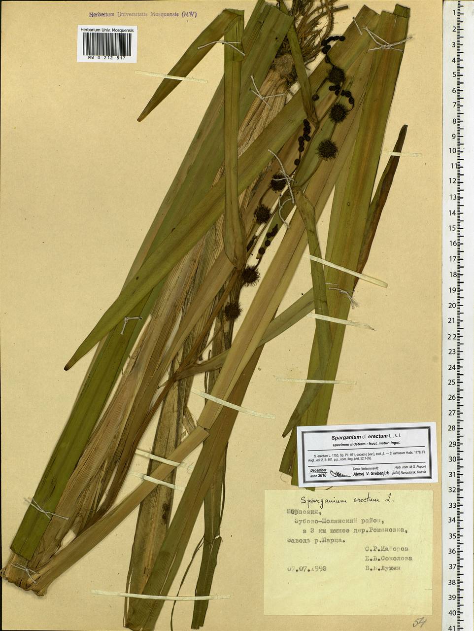 Sparganium erectum L., Eastern Europe, Middle Volga region (E8) (Russia)