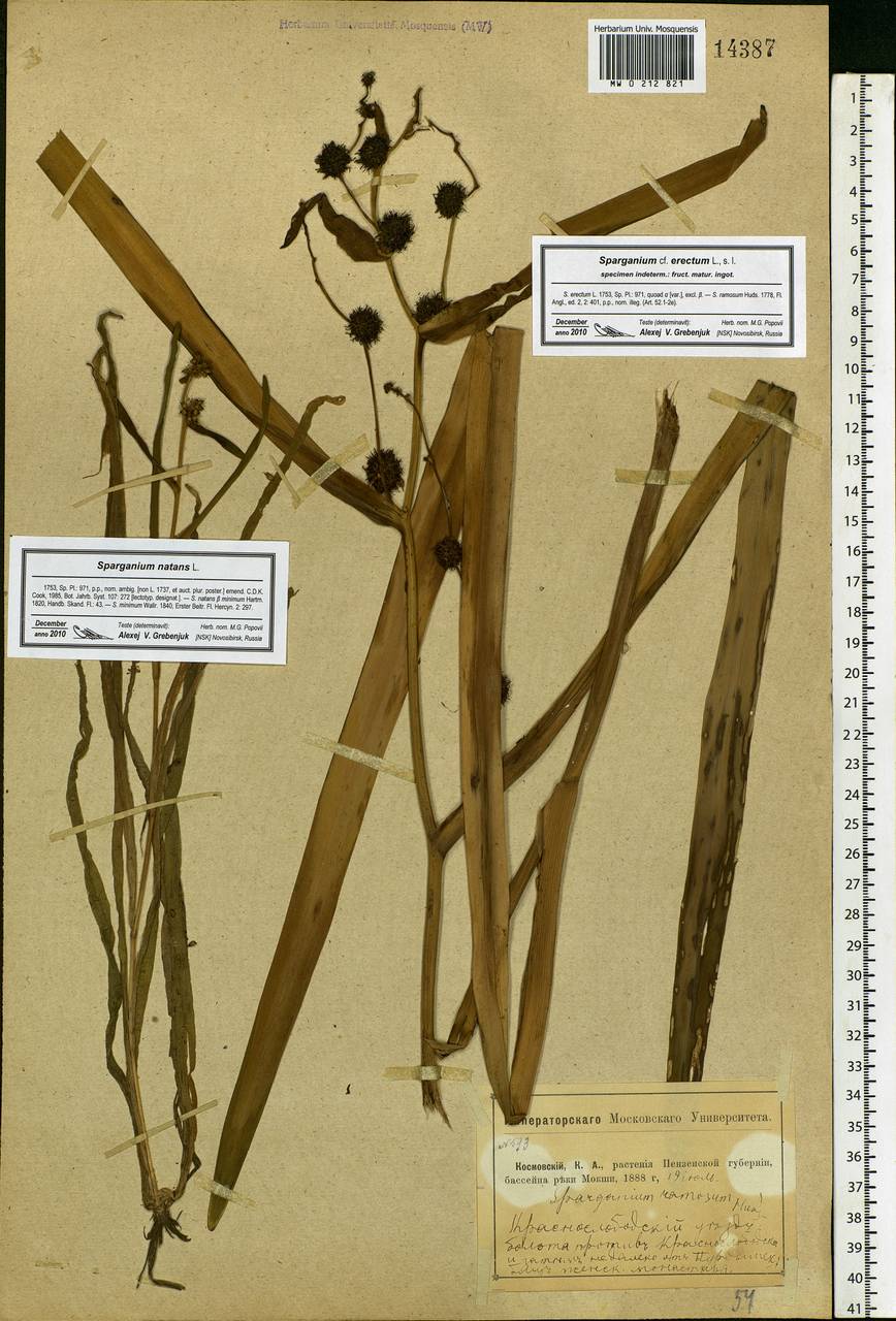 Sparganium erectum L., Eastern Europe, Middle Volga region (E8) (Russia)