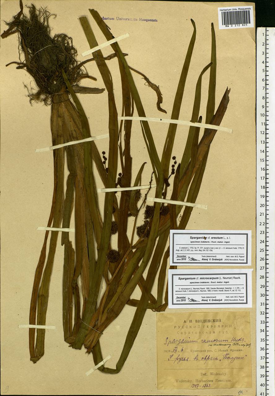 Sparganium erectum L., Eastern Europe, Middle Volga region (E8) (Russia)