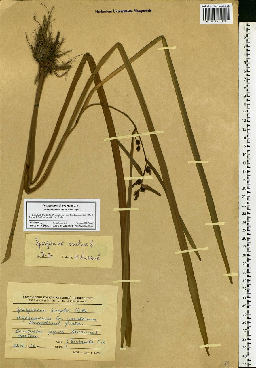 Sparganium erectum L., Eastern Europe, Lower Volga region (E9) (Russia)