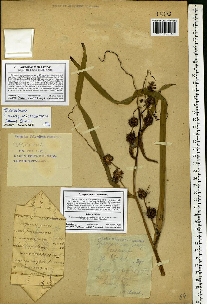 Sparganium erectum L., Eastern Europe, Eastern region (E10) (Russia)