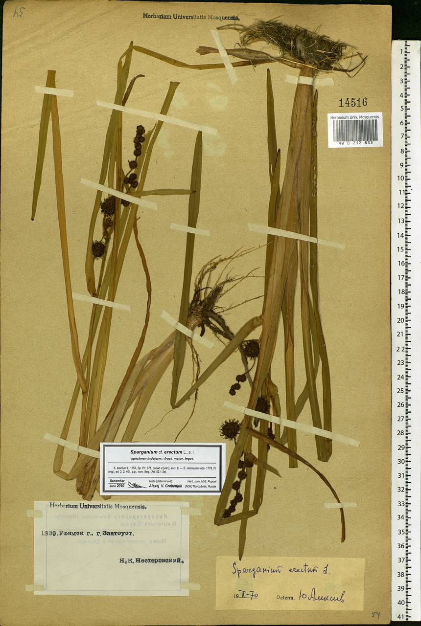 Sparganium erectum L., Eastern Europe, Eastern region (E10) (Russia)