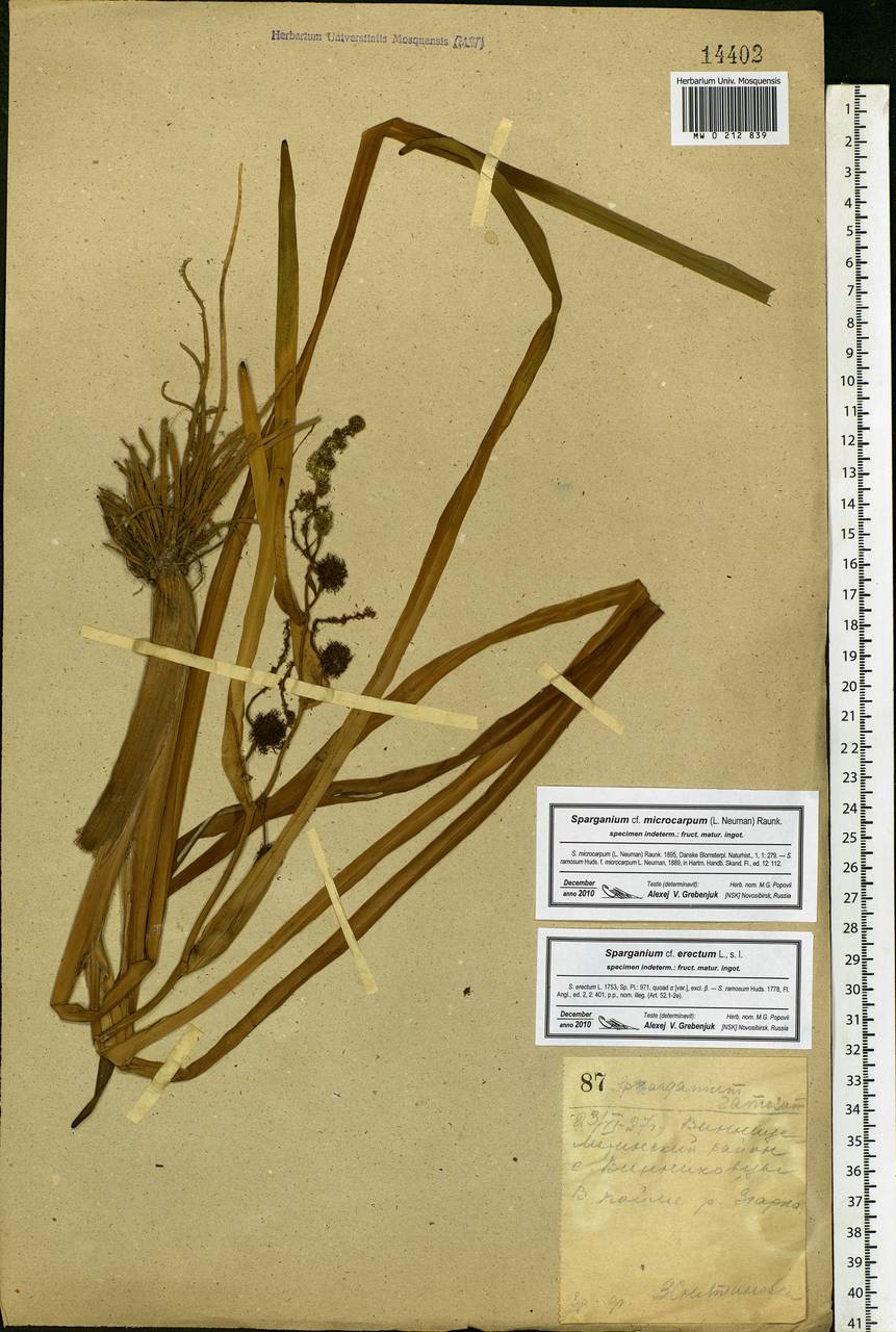 Sparganium erectum L., Eastern Europe, South Ukrainian region (E12) (Ukraine)